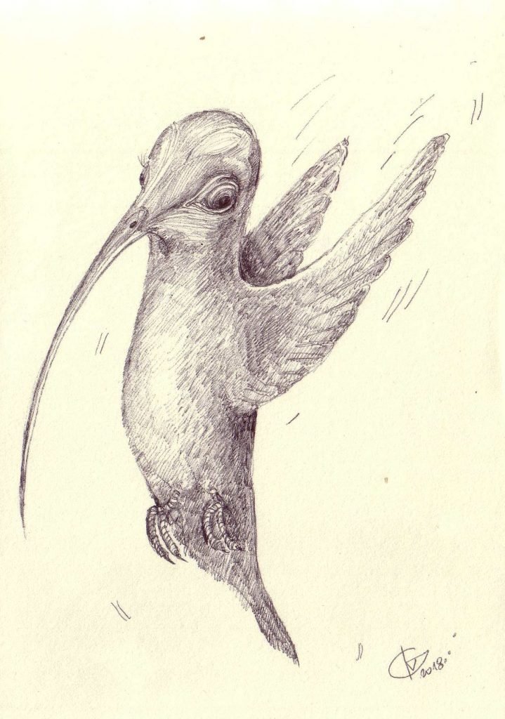 Kolibris